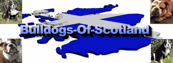 "Scotland's Best Bulldogs "